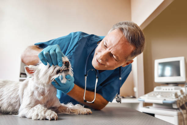 Best Mobile Emergency Dentist in Flemington, NJ